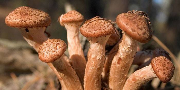 Champignons champignons