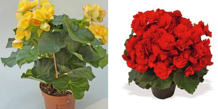 Begonia Elator