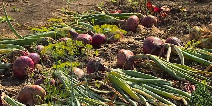 Arc avec des flèches vertes dans le jardin
