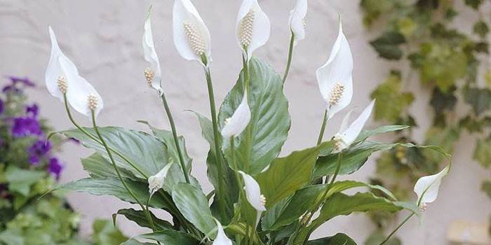 פרח Spathiphyllum