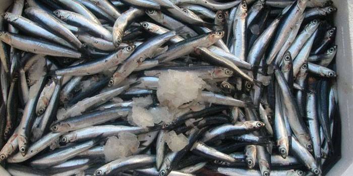 Anchoas recién capturadas