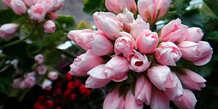 Tulppaani pelargonium
