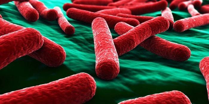 E. coli