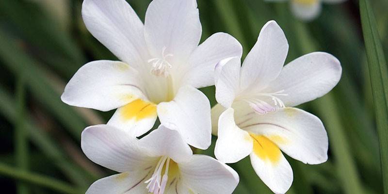 Flores de freesia