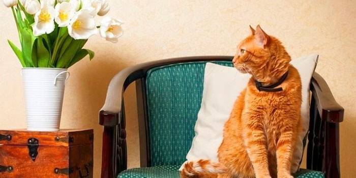 Gato em coleira de pulgas