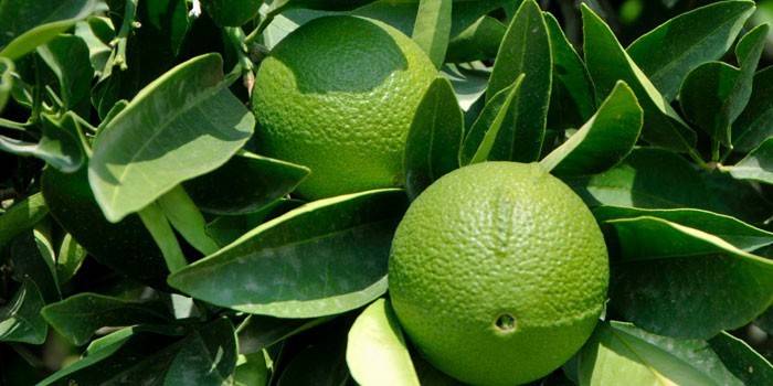 Bergamotte Frucht