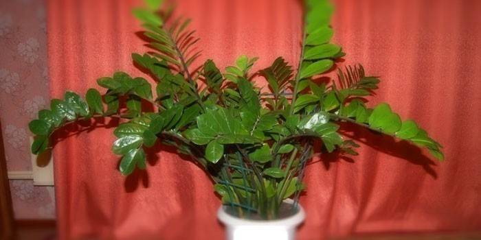 Zamioculcas di fiori al coperto