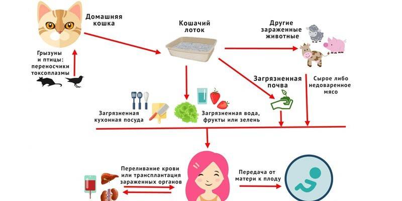 The danger of toxoplasmosis during pregnancy