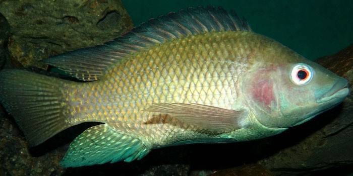 Pește Tilapia