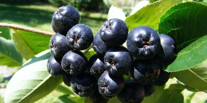 Chokeberry