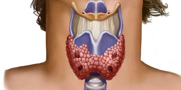 Structura organelor