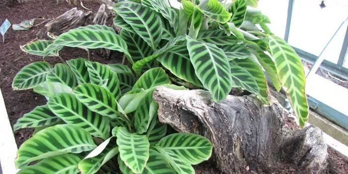 Pianta Calathea