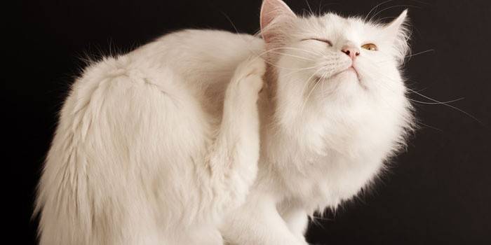 Coceira de gato