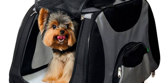 Yorkshire Terrier ในถุง