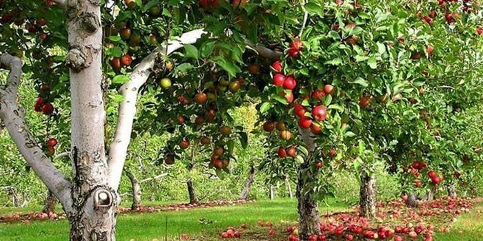Arbres fruiters