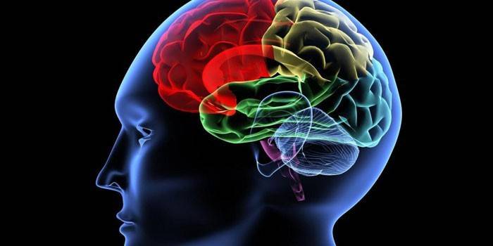 La posizione del cervello