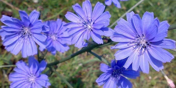 Fleurs de chicorée