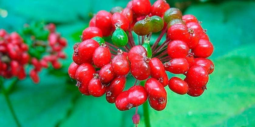 Uzină de ginseng