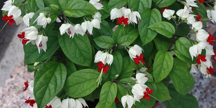 Clerodendrum Thompson