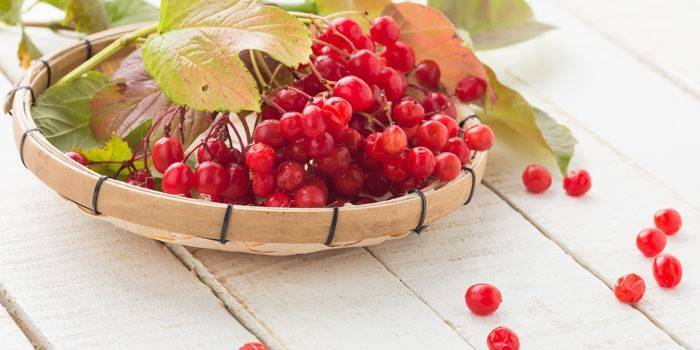 Marjat viburnum