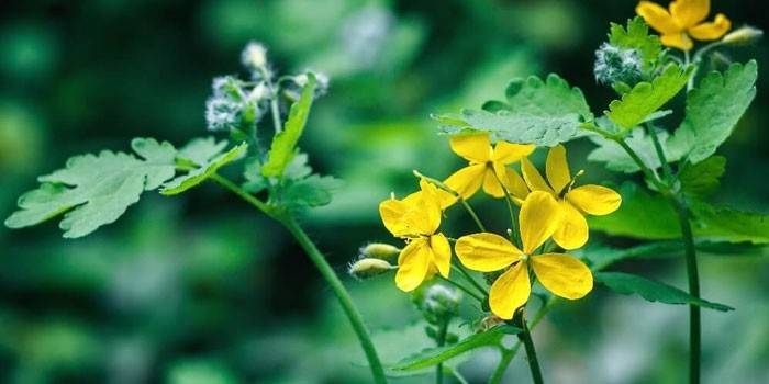Virágzó celandine