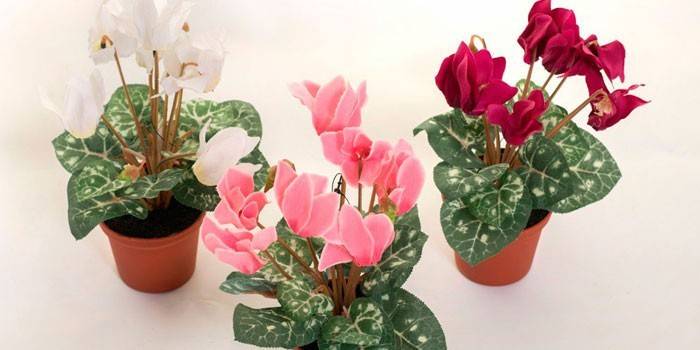Cyclamens trong chậu