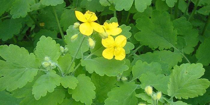 Cây Celandine