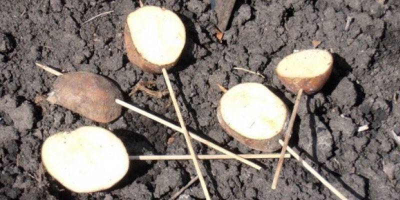 Armadilha wireworm