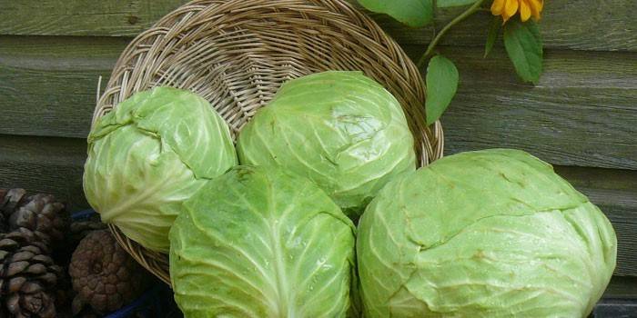 Bắp cải trắng