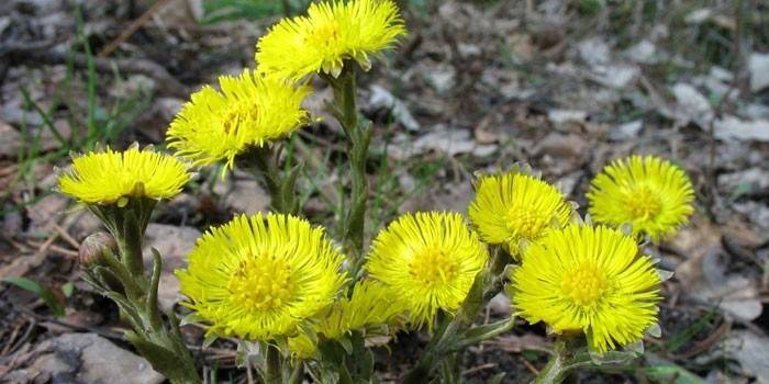 Planta de coltsfoot