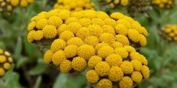 Blühende Immortelle