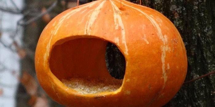 Pumpkin feeder