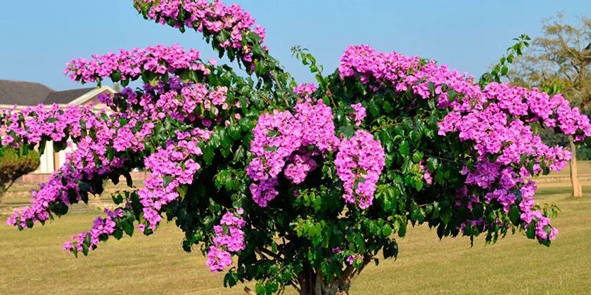 Rózsaszín bougainvillea