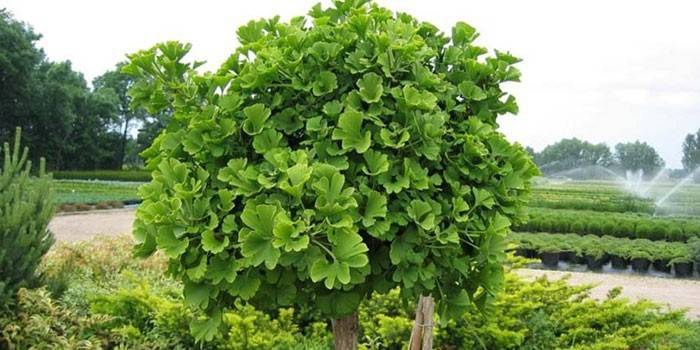 Ginkgo biloba ağacı
