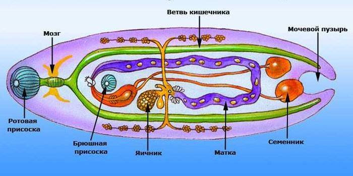 Aknu trematodes struktūra