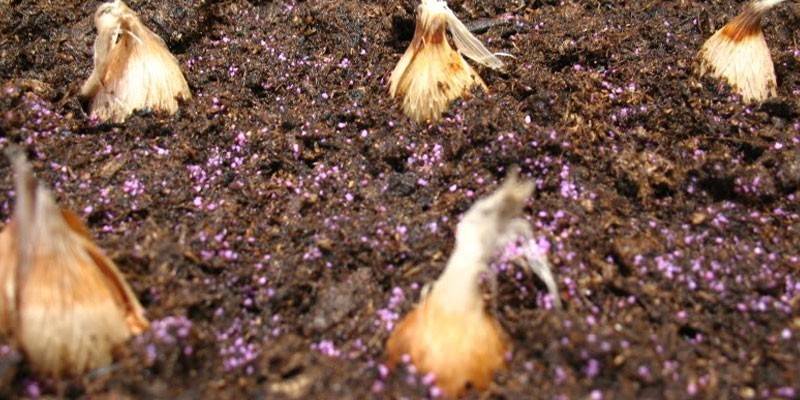 Bulbo plantando no chão