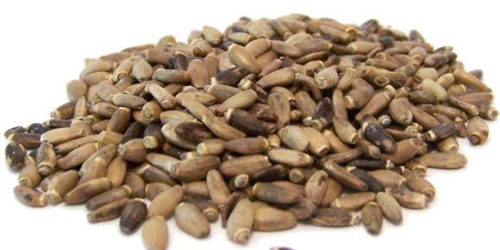 Nasiona ostropestu