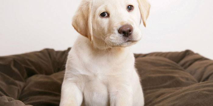 Labrador-Welpe