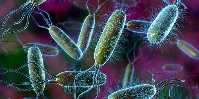 Escherichia coli a mikroszkóp alatt