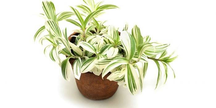 Tradescantia potissa
