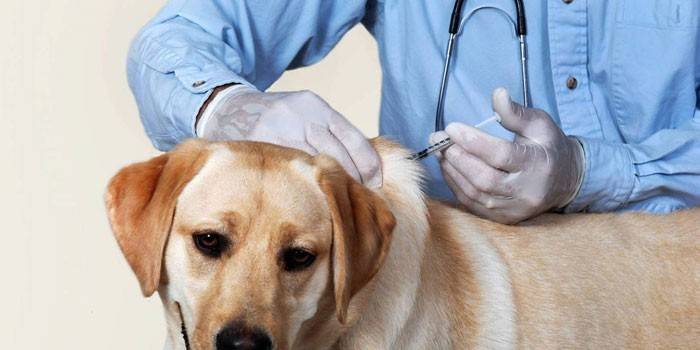 Vacinação do cão