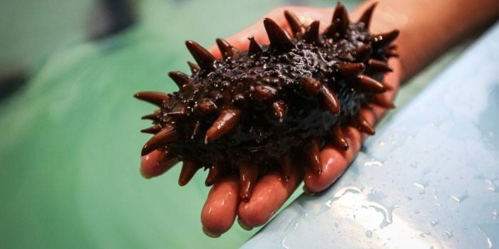 Trepang nel palmo della tua mano