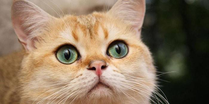 Chat au gingembre