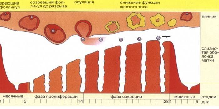 cykl menstruacyjny