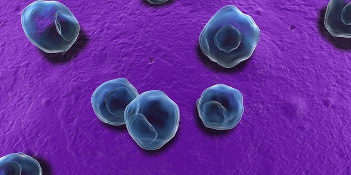 Chlamydia pneumoniae
