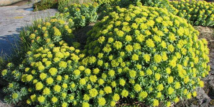 Cespugli di Rhodiola rosea