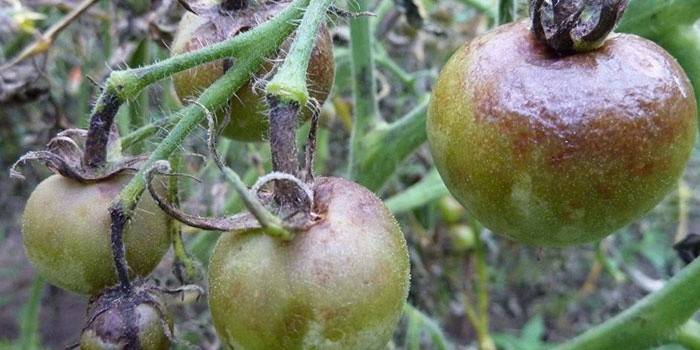 Phytophthora auf Tomaten