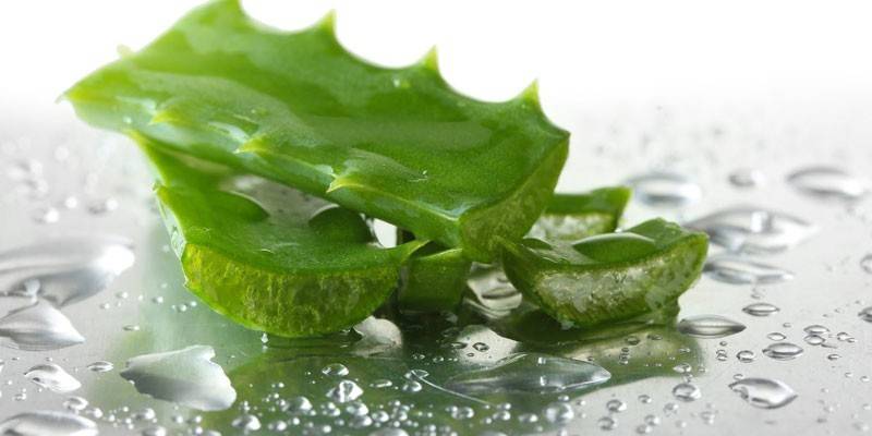 Foglie di aloe