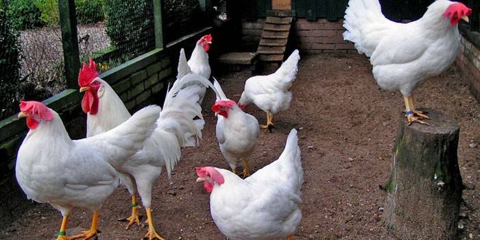 Corral poules