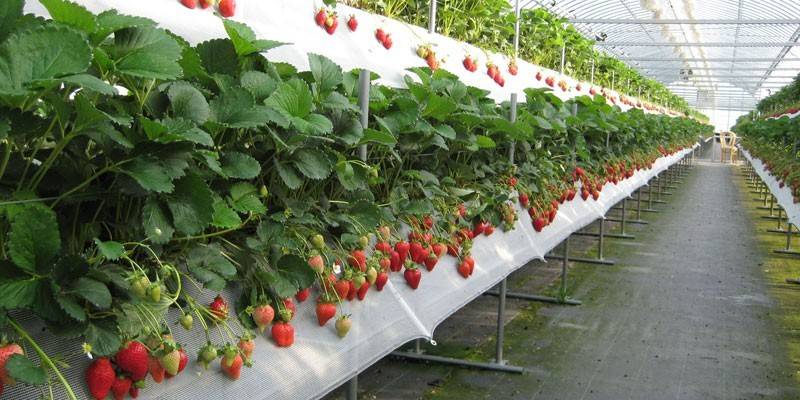 Estufa com arbustos de morango